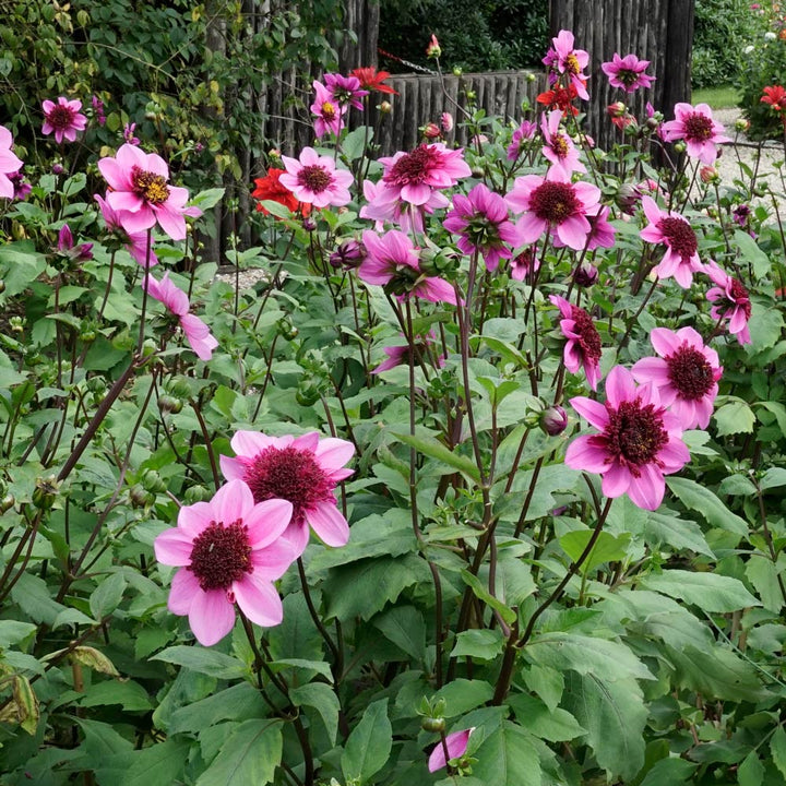 Dahlia 'Blue Bayou'