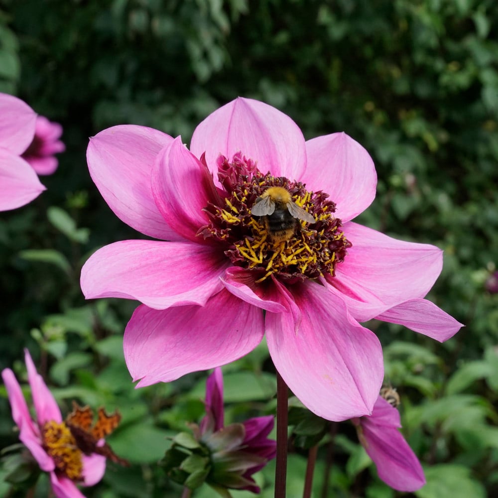 Dahlia 'Blue Bayou'