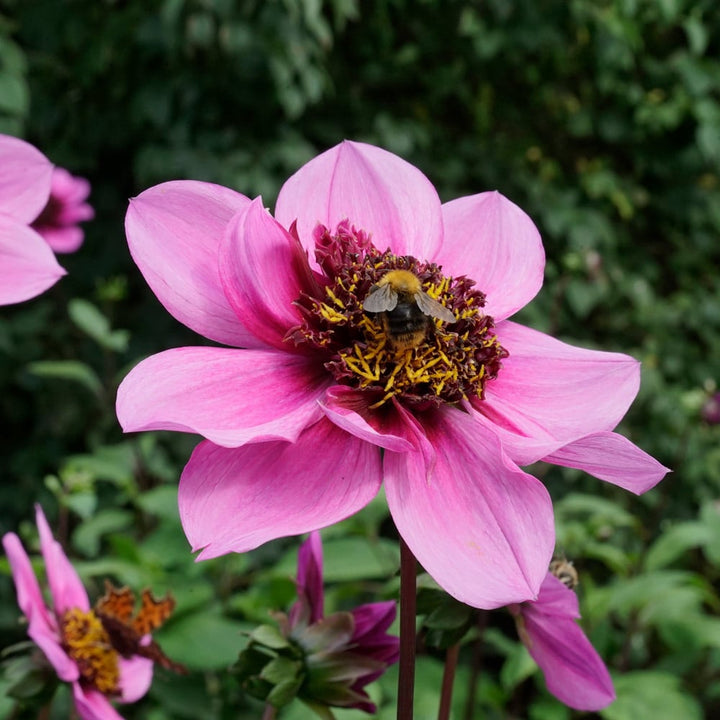 Dahlia 'Blue Bayou'