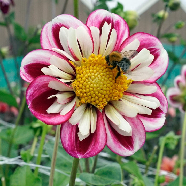 Dahlia 'Bumble Rumble'