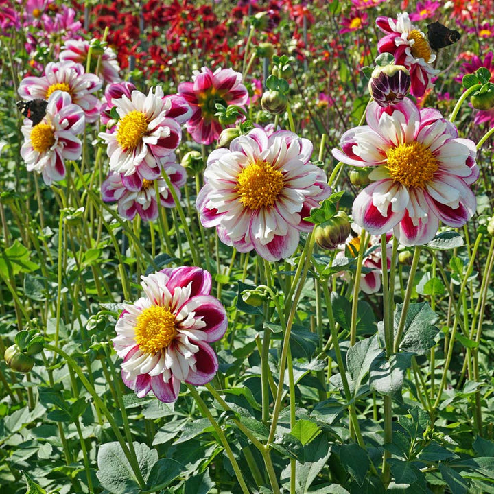 Dahlia 'Bumble Rumble'