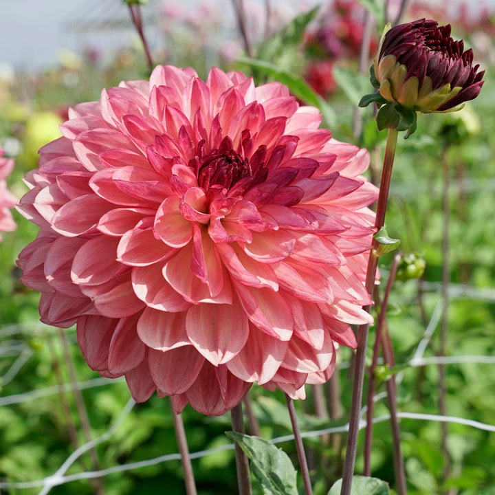 Dahlia 'Bacardi'