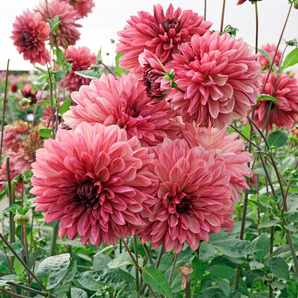 Dahlia 'Bacardi'