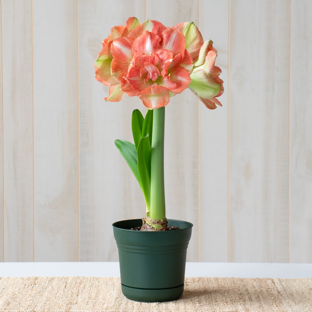 Amaryllis 'Beautiful Emotion,' one bulb in nursery pot