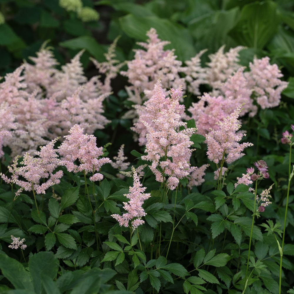 Astilbe x rosea 'Peach Blossom'