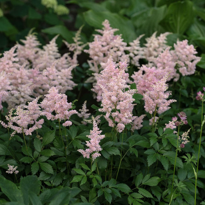 Astilbe x rosea 'Peach Blossom'