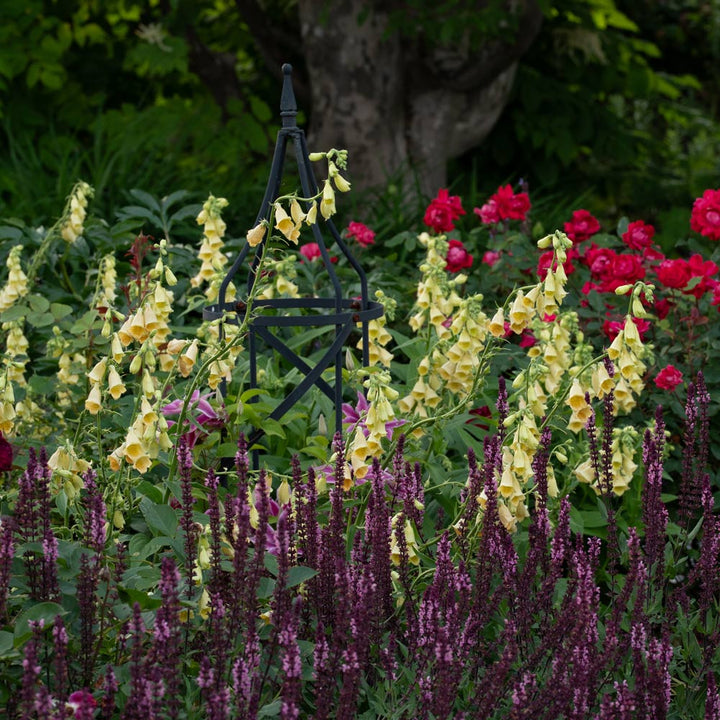 Digitalis grandiflora