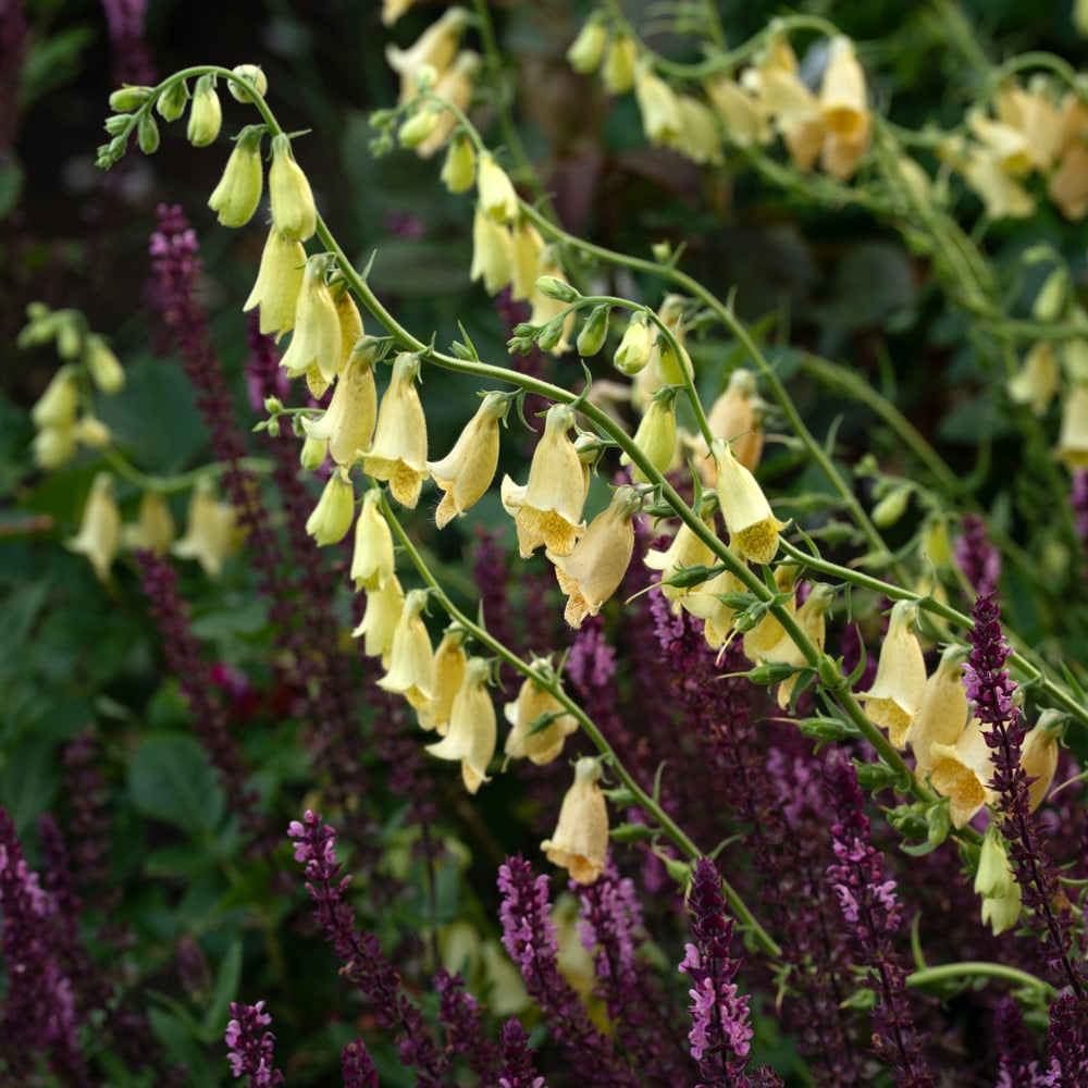 Digitalis grandiflora
