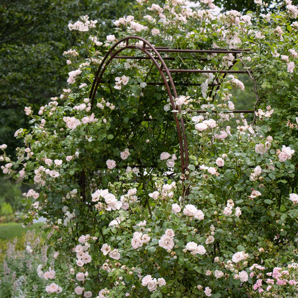 Rose 'New Dawn'