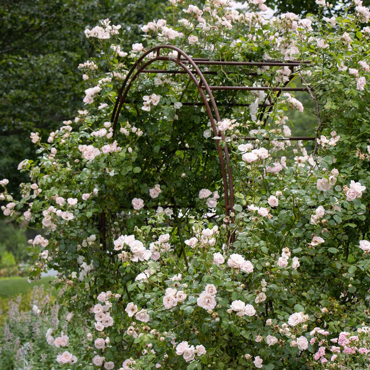Rose 'New Dawn'