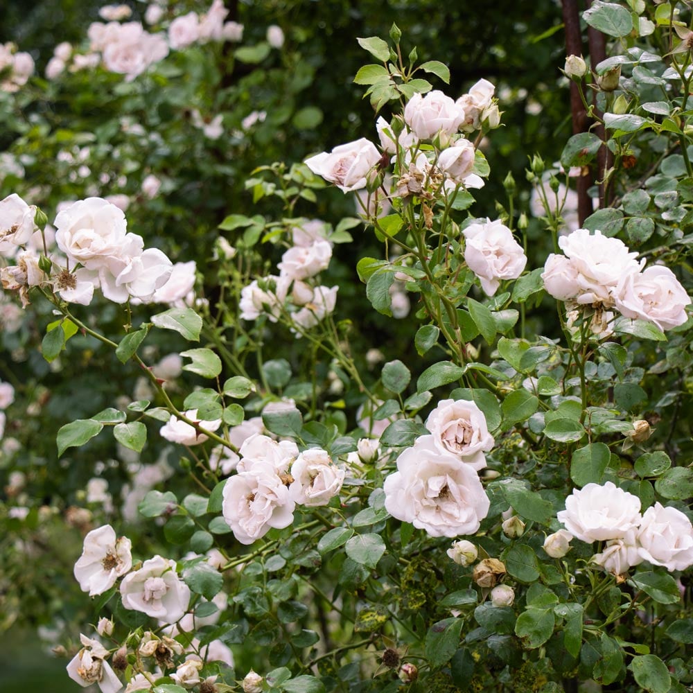 Rose 'New Dawn'