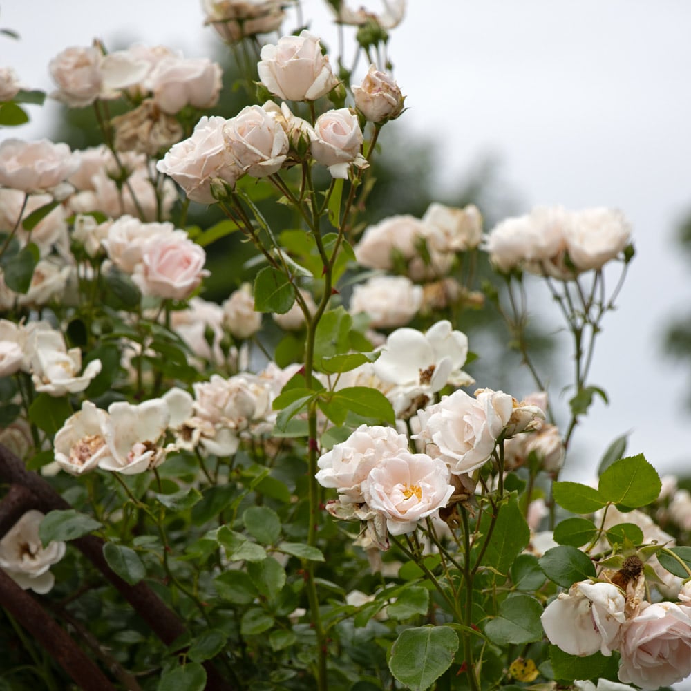 Rose 'New Dawn'