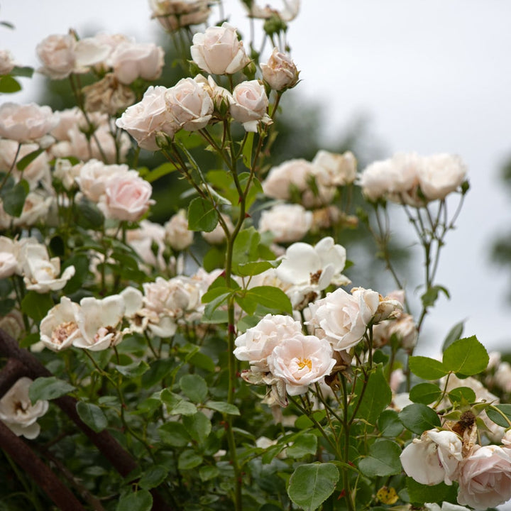 Rose 'New Dawn'