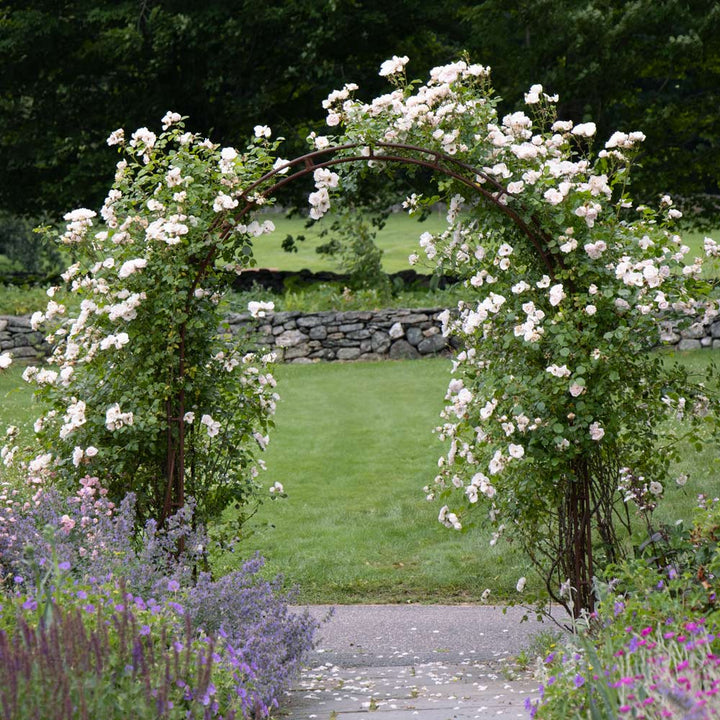 Rose 'New Dawn'