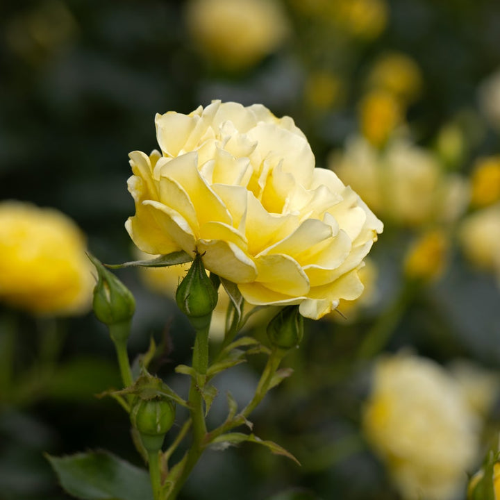 Rose Easy Elegance® Yellow Submarine