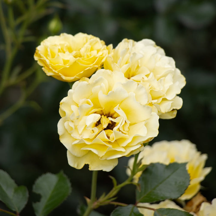 Rose Easy Elegance® Yellow Submarine