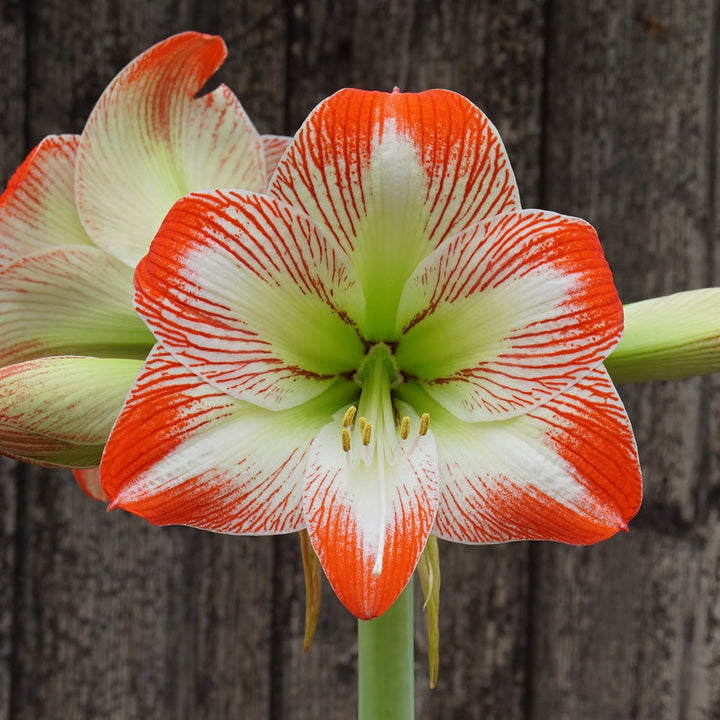 Amaryllis 'Tropical Sensation,' one bulb in nursery pot