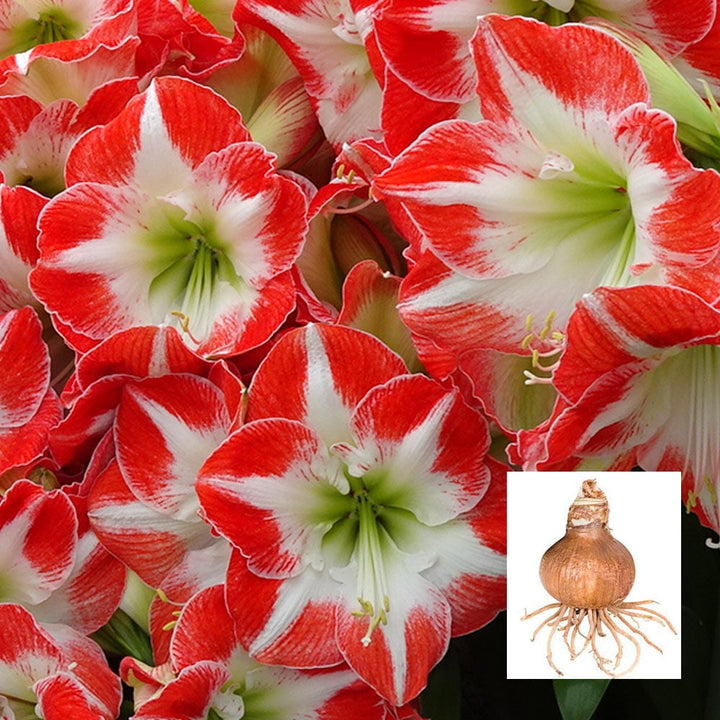 Amaryllis 'Mascotte,' one bulb in linen bag