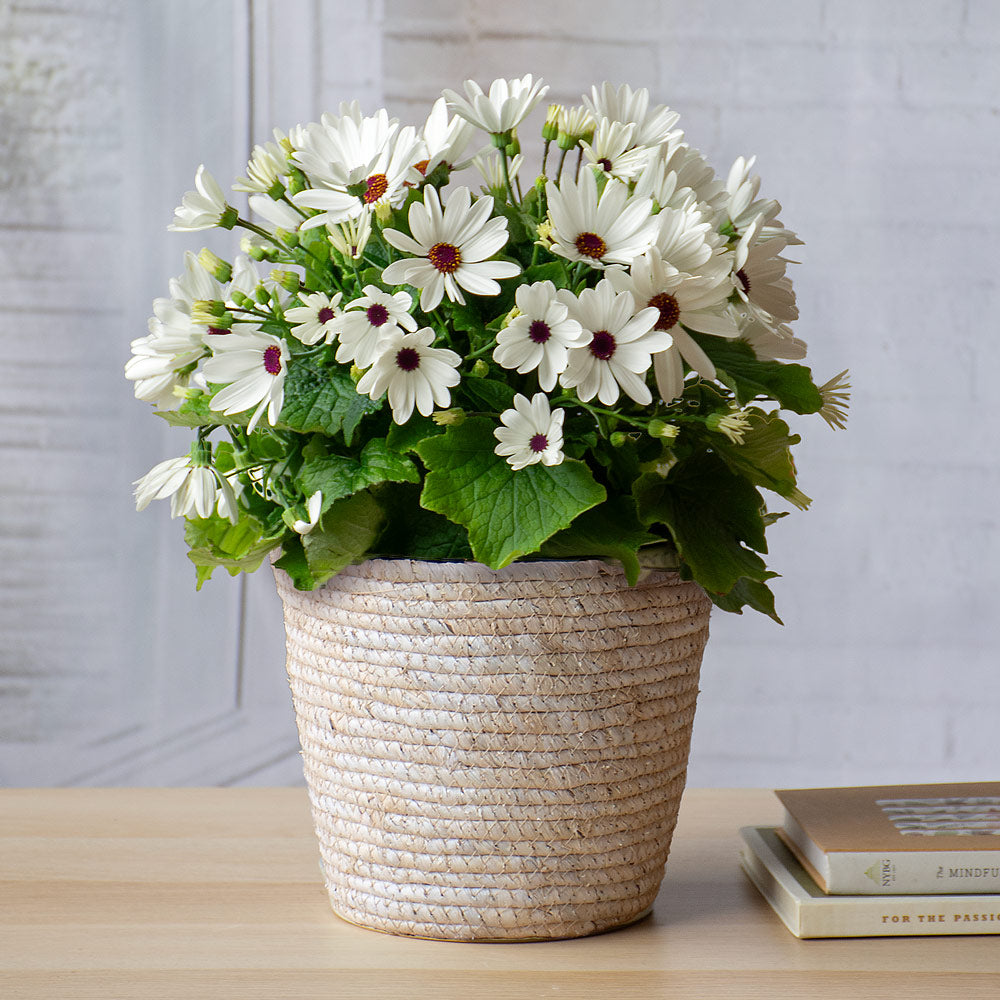 Cineraria Senetti® White Red Heart in natural jute basket