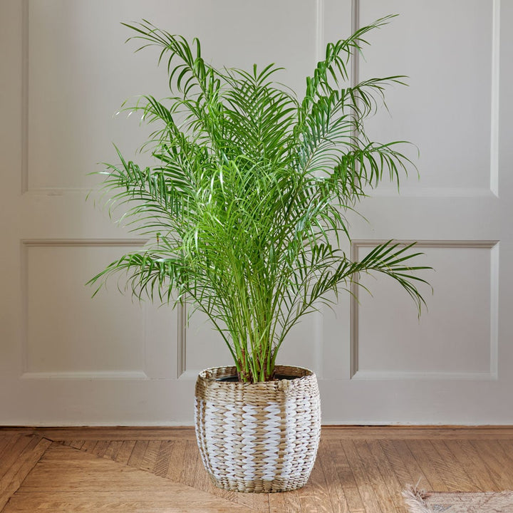 Pygmy Date Palm in Sand Creek Basket