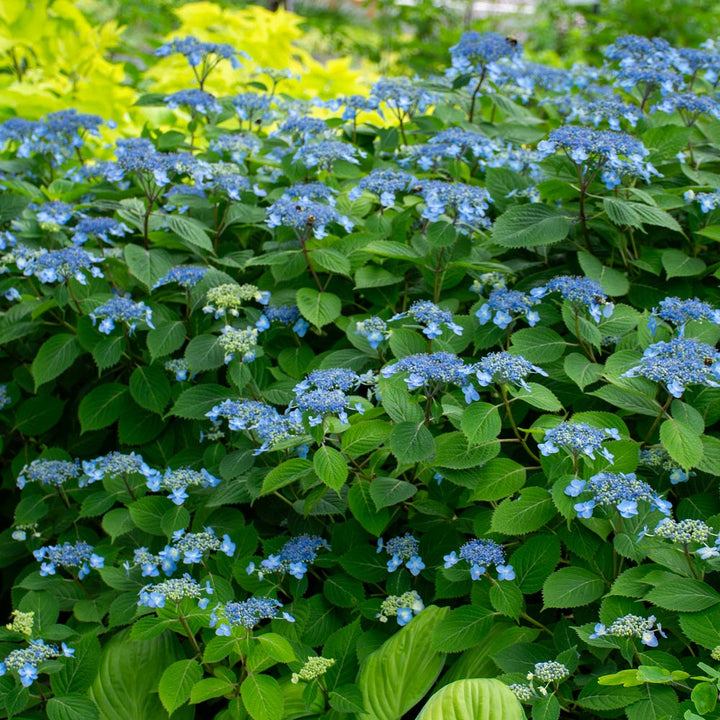 Hydrangea serrata 'Blue Billow'