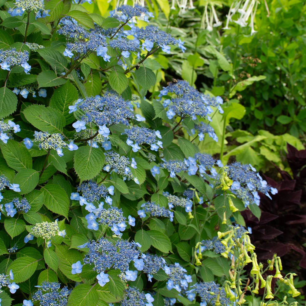 Hydrangea serrata 'Blue Billow'