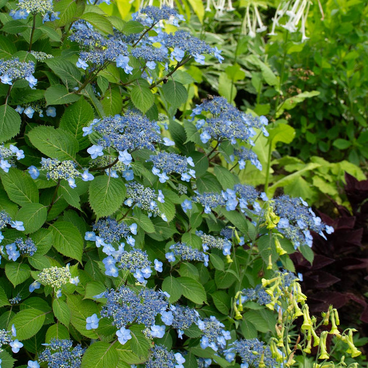 Hydrangea serrata 'Blue Billow'