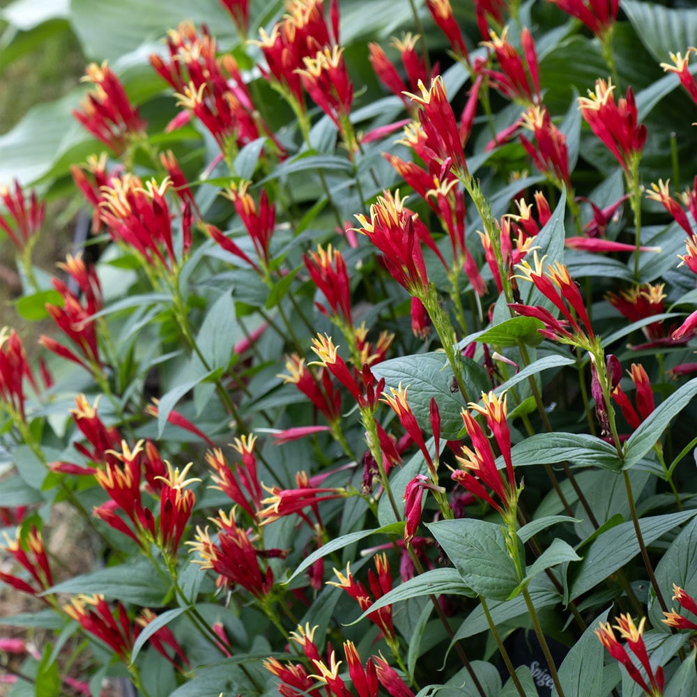 Spigelia marilandica 'Little Redhead'
