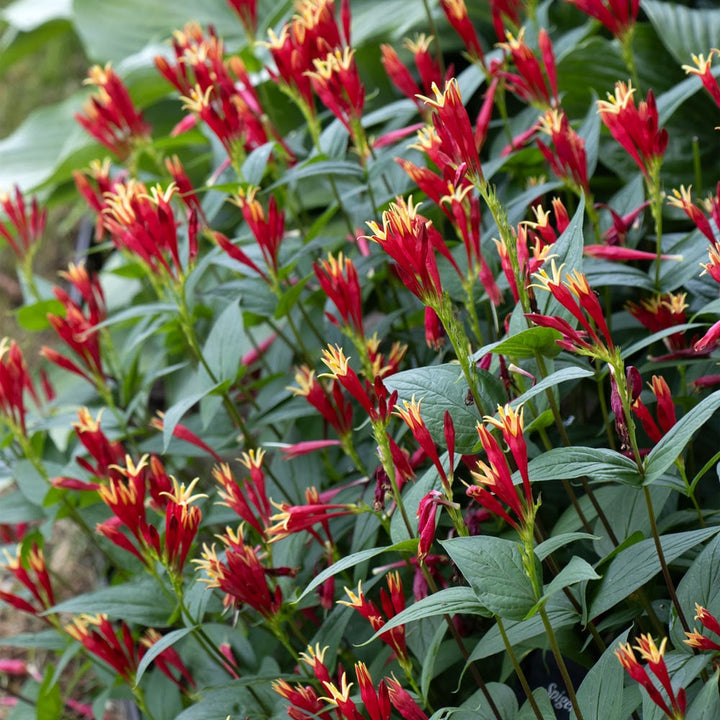 Spigelia marilandica 'Little Redhead'