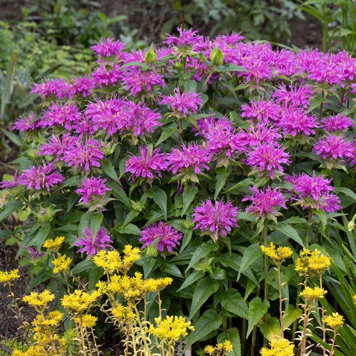 Monarda didyma Grand Parade™