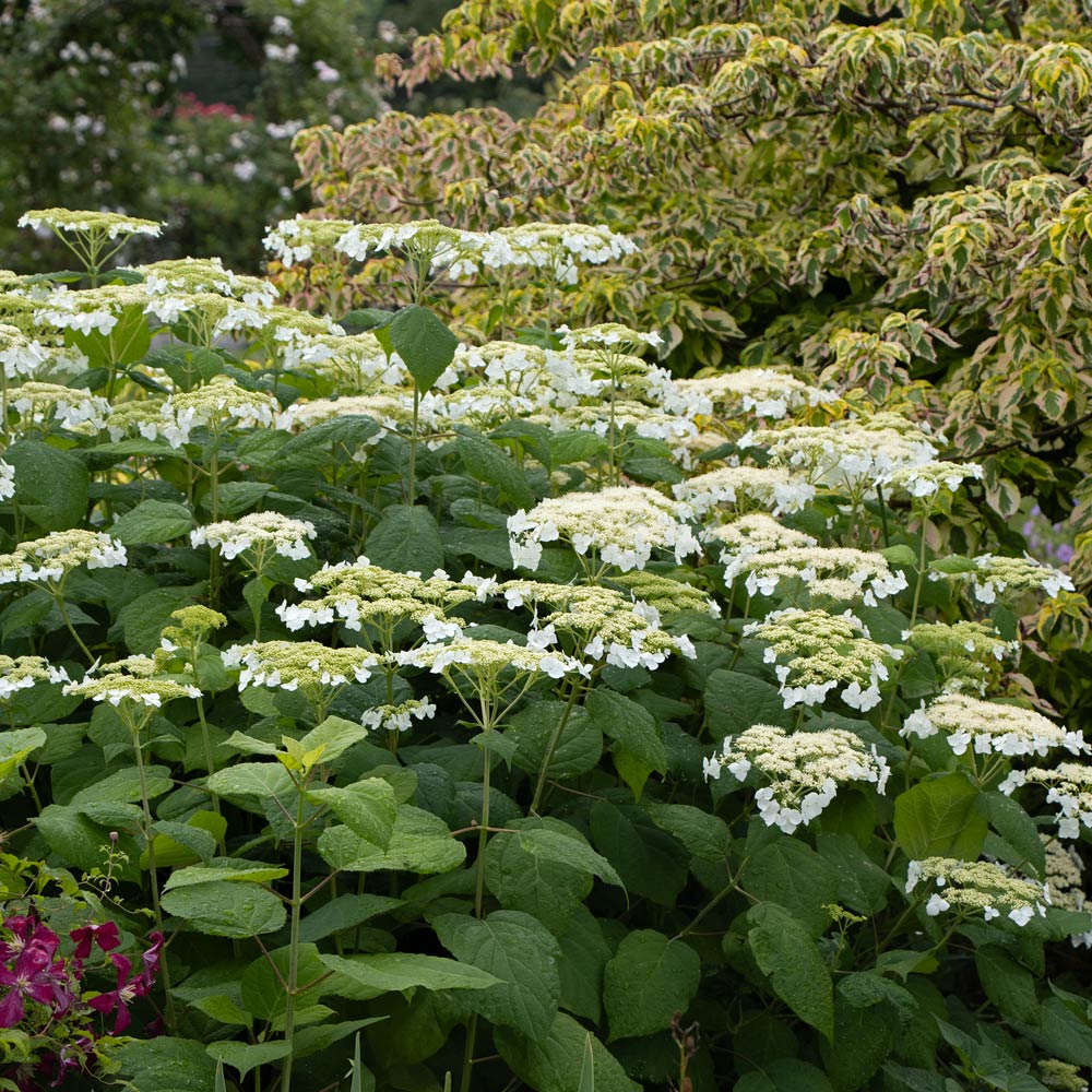 Hydrangea arborescens 'Haas' Halo'