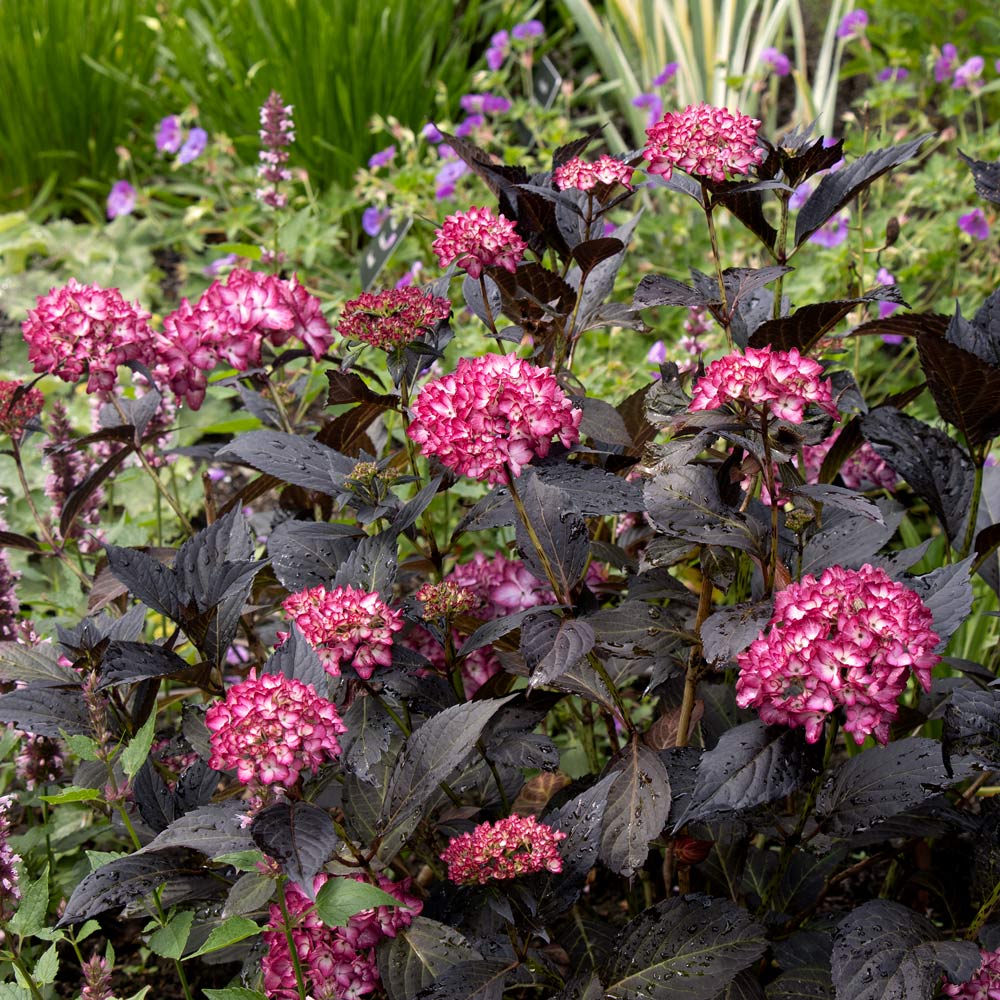 Hydrangea macrophylla Eclipse®