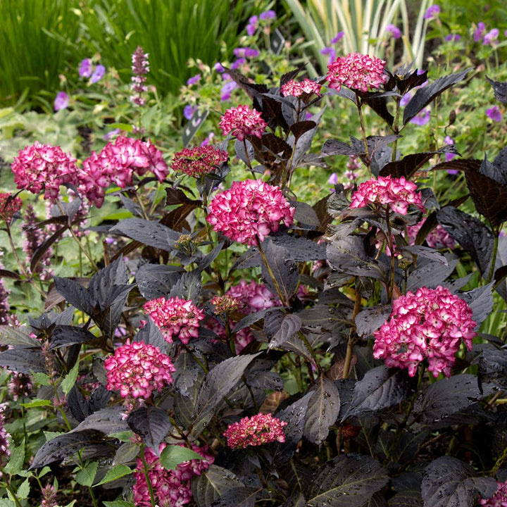 Hydrangea macrophylla Eclipse®