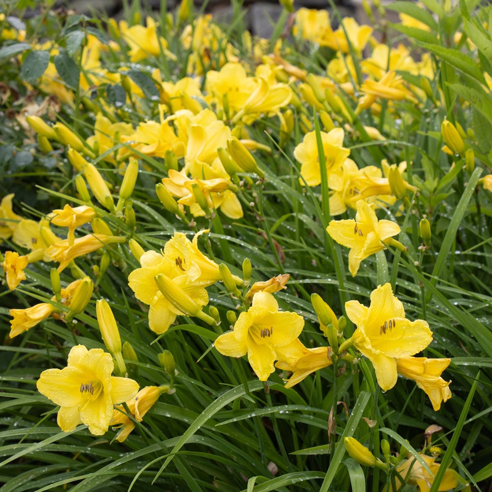 Hemerocallis 'Happy Returns'