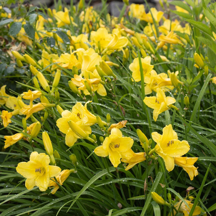 Hemerocallis 'Happy Returns'