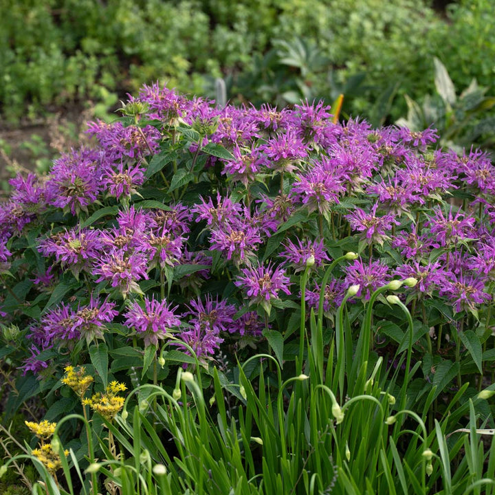 Monarda didyma Grand Parade™