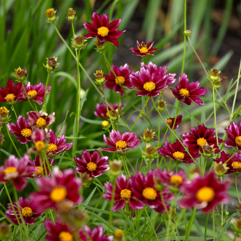 Coreopsis Big Bang™ 'Mercury Rising'