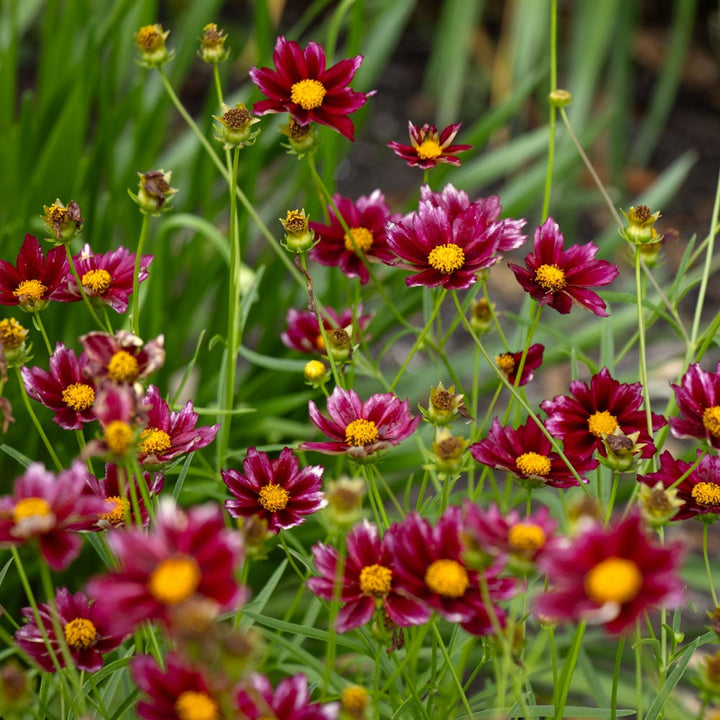 Coreopsis Big Bang™ 'Mercury Rising'