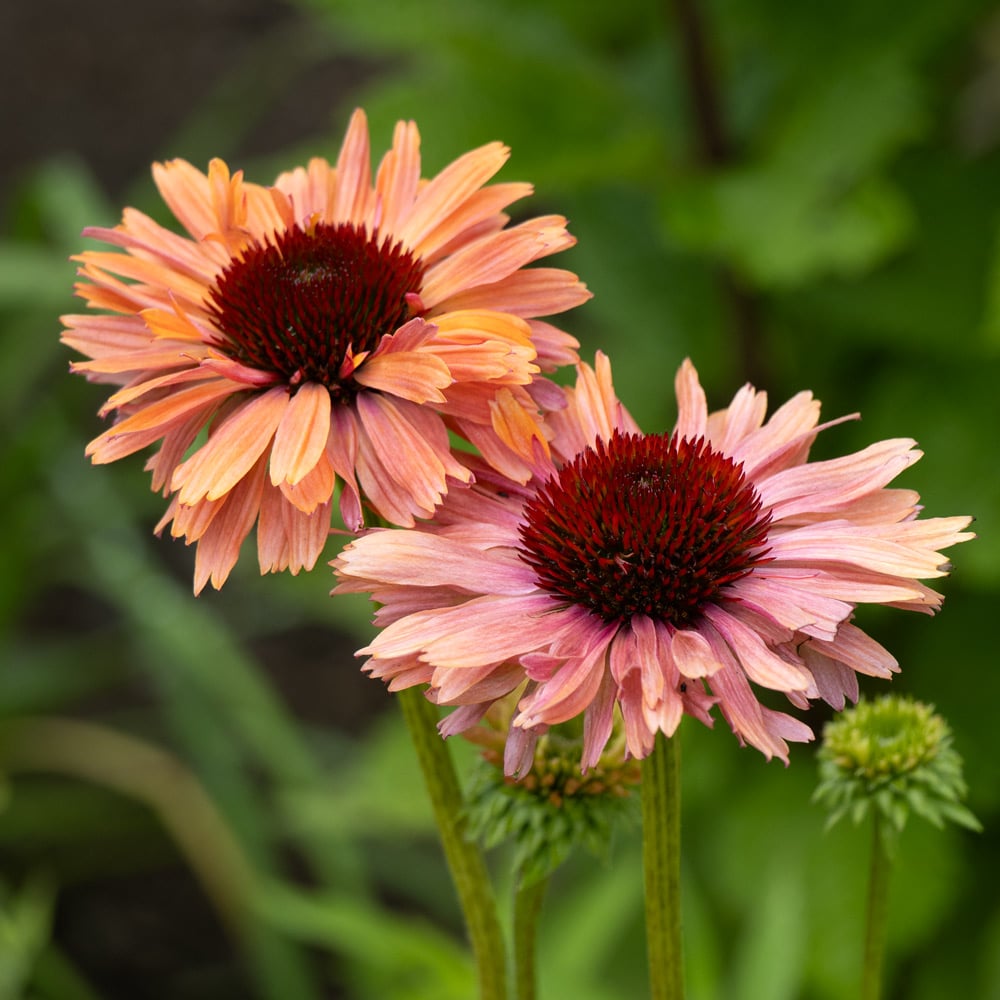 Echinacea Fresco™ 'Apricot'