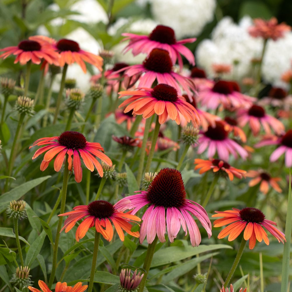 Echinacea purpurea Butterfly™ Rainbow Marcella
