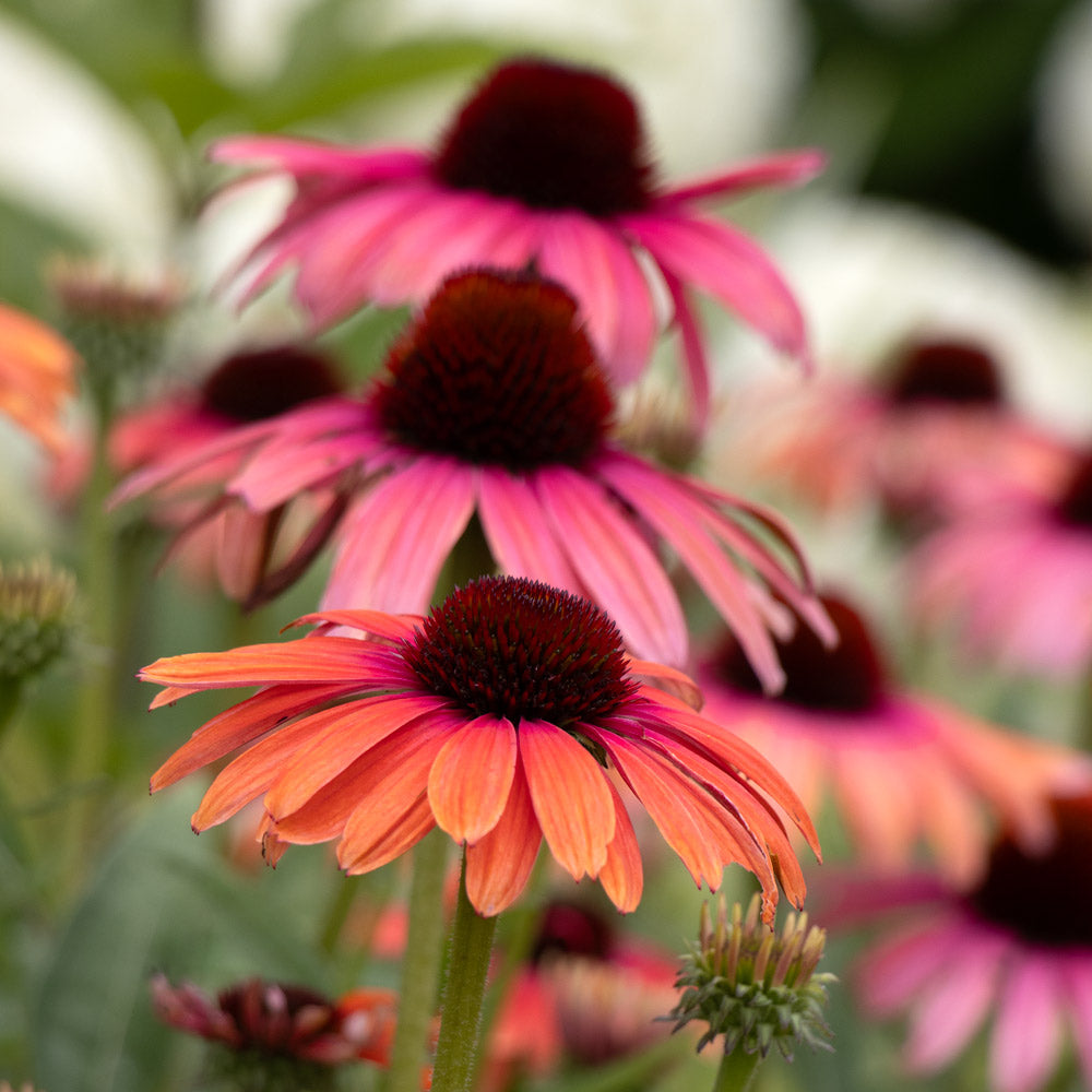 Echinacea purpurea Butterfly™ Rainbow Marcella
