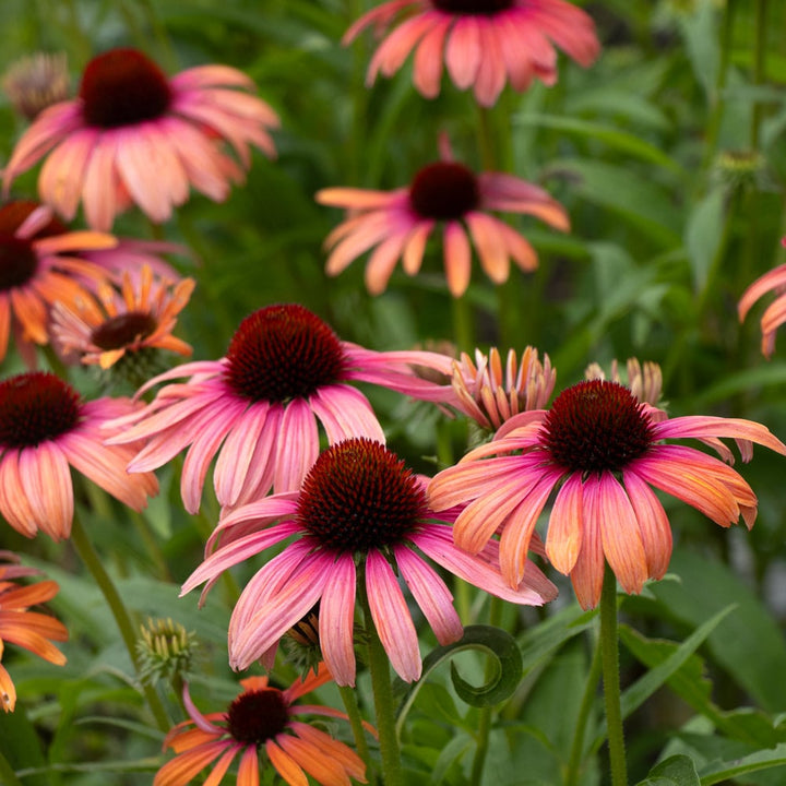 Echinacea purpurea Butterfly™ Rainbow Marcella