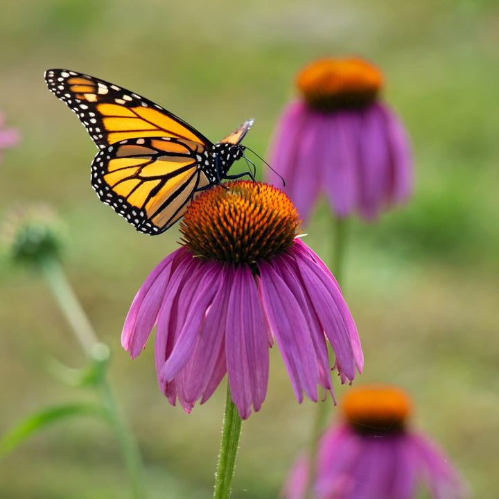 Echinacea purpurea 'Magnus'