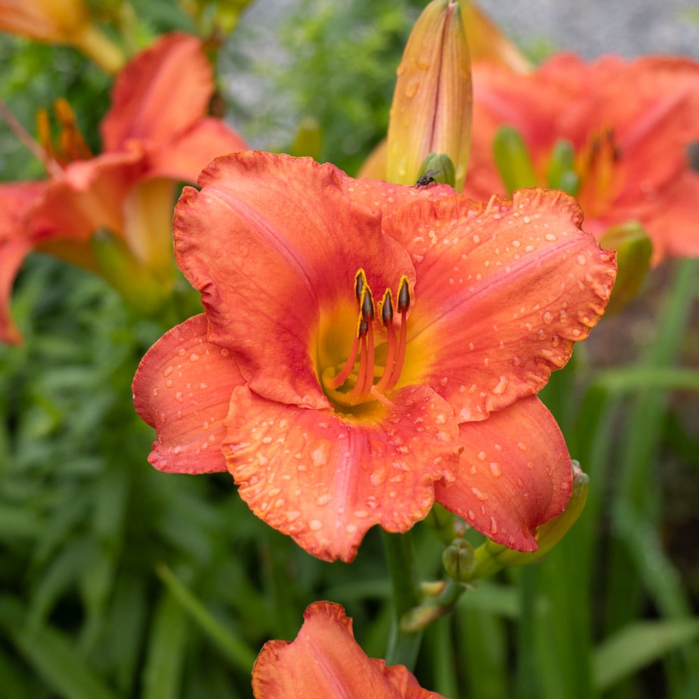 Hemerocallis 'South Seas'