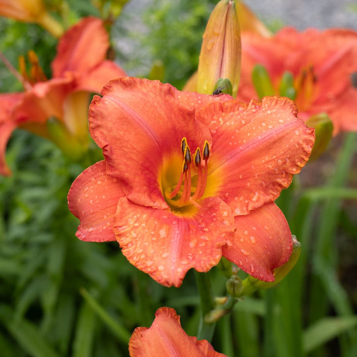 Hemerocallis 'South Seas'