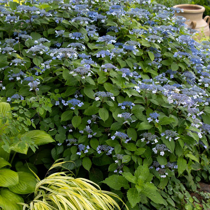 Hydrangea serrata 'Blue Billow'
