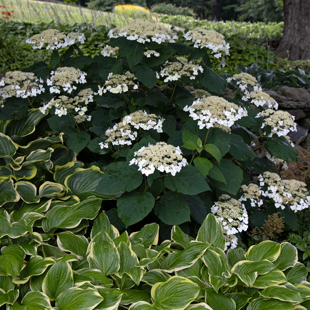 Hydrangea arborescens 'Haas' Halo'