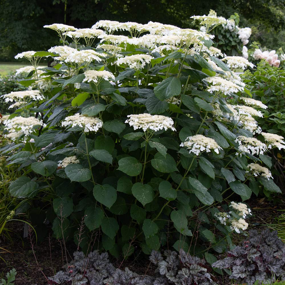 Hydrangea arborescens 'Haas' Halo'
