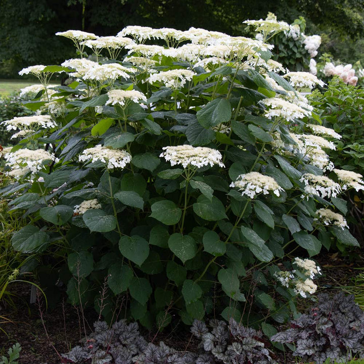 Hydrangea arborescens 'Haas' Halo'