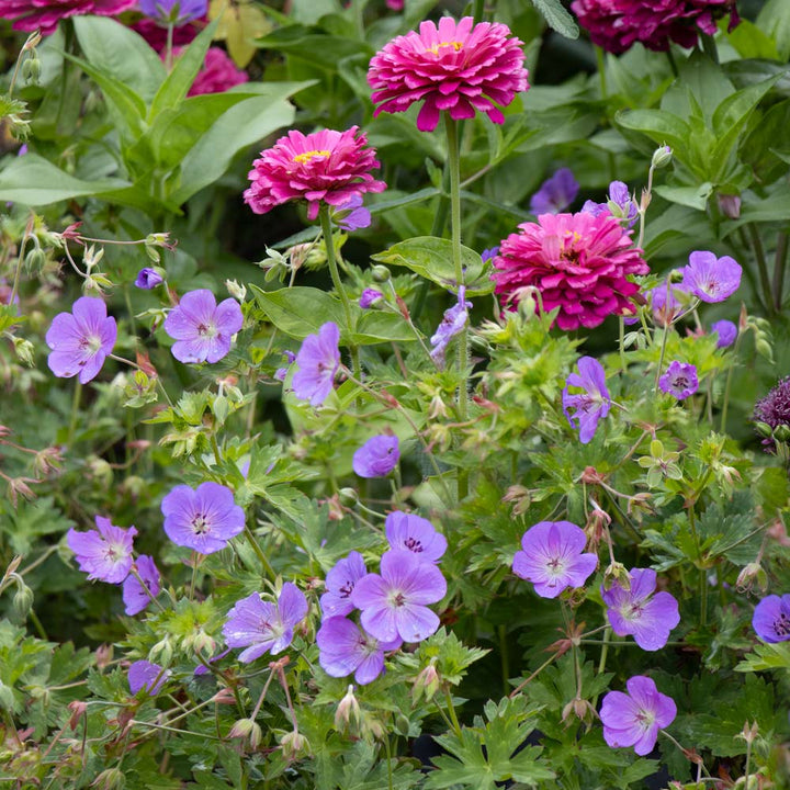 Geranium Rozanne®
